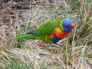 Prague Zoo - Praha - Birds