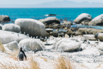 einzelner Pinguin schaut auf Pinguin Kolonie am Boulders Beach in Kapstadt Südafrika  - obrazy, fototapety, plakaty