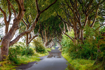 Fototapeta na wymiar Spectacular Dark Hedges in County Antrim, Northern Ireland on cloudy foggy day. Avenue of beech trees along Bregagh Road between Armoy and Stranocum. Empty road without tourists