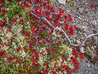 In autumn, a beautiful tundra carpet of various mosses in bright colors. Red, green and yellow plants on the rocks. closeup texture