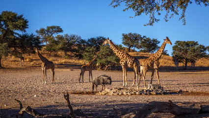 Small group of Giraffes at waterhole in Kgalagadi transfrontier park, South Africa   Specie Giraffa camelopardalis family of Giraffidae © PACO COMO