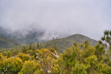 Erica arborea L. forest in Madeira Portugal with clouds