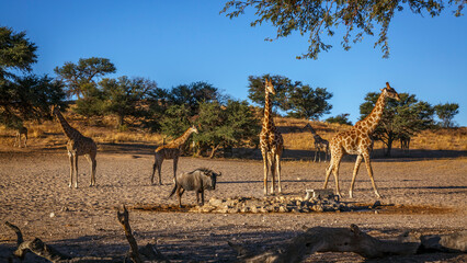 Small group of Giraffes at waterhole in Kgalagadi transfrontier park, South Africa   Specie Giraffa camelopardalis family of Giraffidae © PACO COMO