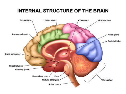 Realistic Brain Anatomy