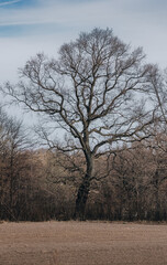 tree in winter