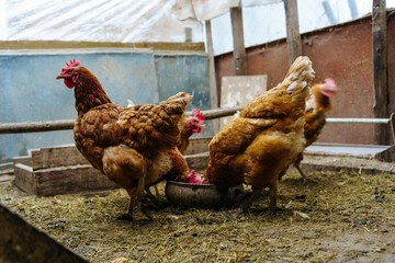 Plakat brown hens peck grain in the coop