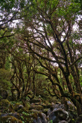 Fototapeta na wymiar Beautiful green nature view of the UNESCO Laurissilva forest Laurel forest in the mountains of Madeira in spring