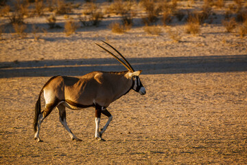 South African Oryx walking in morning light in Kgalagadi transfrontier park, South Africa; specie...