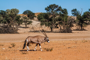 South African Oryx walking in dry land scenery in Kgalagadi transfrontier park, South Africa; specie Oryx gazella family of Bovidae - obrazy, fototapety, plakaty