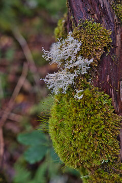 Pseudevernia furfuracea, and moss commonly known as tree moss, Madeira Island, Portugal