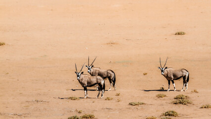 Fototapeta na wymiar Three South African Oryx standing in desert land in Kgalagadi transfrontier park, South Africa; specie Oryx gazella family of Bovidae