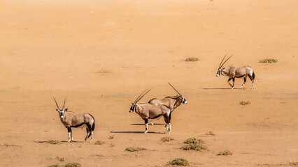 Four South African Oryx standing in desert land in Kgalagadi transfrontier park, South Africa;...