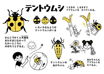 テントウムシ