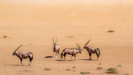 Four South African Oryx standing in desert land in Kgalagadi transfrontier park, South Africa;...