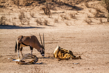 South African Oryx looking a giraffe carcass in Kgalagadi transfrontier park, South Africa; specie...