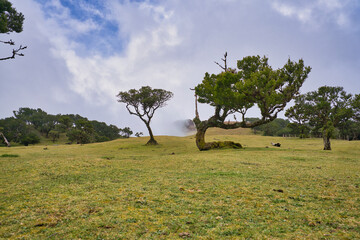 View at Mystical Fanal laurisilva forest at Madeira island, Portugal