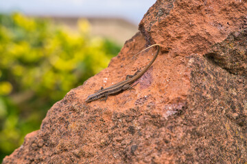 Close up of brown lizard of Madeira island, known as Lagartixa, Red soil at sao lourenco, Portugal