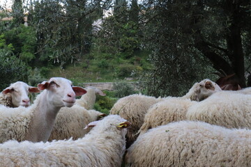 Sheep and lambs in Greece