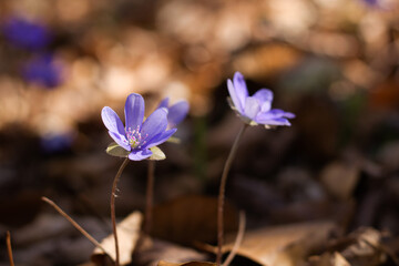 purple crocus flower, hepatica in spring forest.