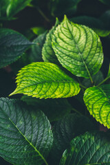 Postrzępione liście rośliny © Agata