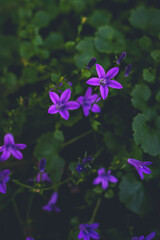 Małe fioletowe kwiaty w ogrodzie