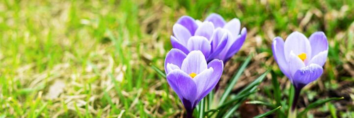 Purple blooming crocuses in a clearing closeup. Beautiful flowers in a flowerbed in the park. Banner