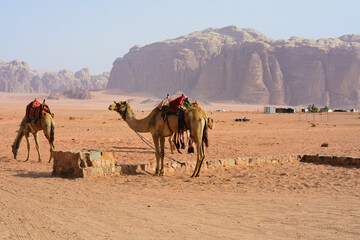 Camel in the desert