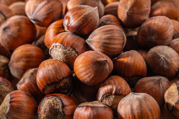 Hazelnuts in the shell. Round filbert, ripe fruit of a Corylus avellana hazel shrubs.