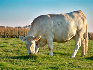 Closeup profile cow (Bos) grazing in the upper Normandy in France in light of sunset