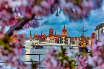 Blooming cherry trees by the Motława River at dawn, Gdańsk. Poland