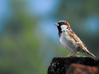 a male House sparrow. Sparrows are a family of small passerine birds. They are also known as true sparrows, or Old World sparrows, names also used for a particular genus of the family.