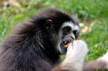 Portrait of black-headed spider monkey (Ateles fusciceps) eating a fruit 