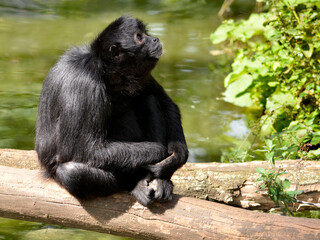 Black-headed spider monkey (Ateles fusciceps) sitting on a tree trunk above a pond and looking up 