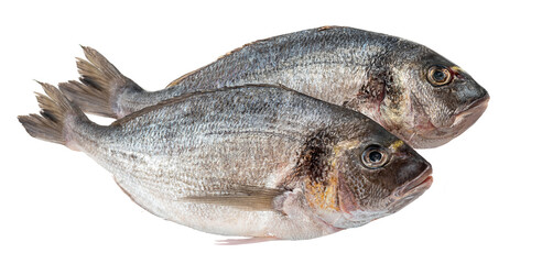 Gilt-head bream fresh raw fish dorada without scales and gills, ready for cooking. Picture of isolated dorade on white background for the fish seafood market menu