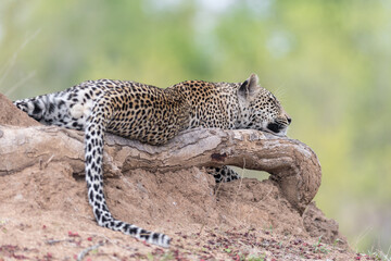 A horizontal colour image of a lazy leopard, Panthera pardus, sleeping on a dead tree branch on eye level with green shallow depth of field