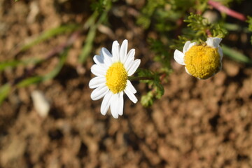 Anacyclus clavata also known as Camomilla tomentosa, Pusteni targok, vit bertram, white anacyclus