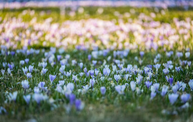 Crocus flowers in the field on the sunny day