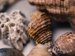 Close up of a seashell
