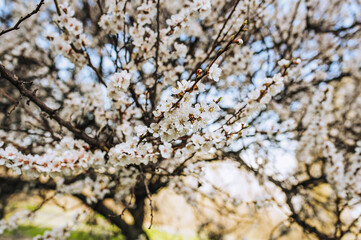 Small white petals, flowers, apricot foliage blossoms in spring on a tree.