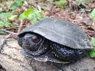 One large European turtle sits on a log in the forest. Life of wild animals.