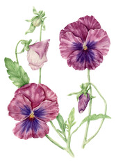 Watercolor pansy flower, hand-drawn botanical illustration of a purple violet. Its perfect for poster, greeting cards, birthday card. Elegant drawing in a realistic manner, nature