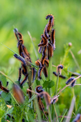 Many caterpillars on the leaf. Malacosoma castrensis, ground lackey