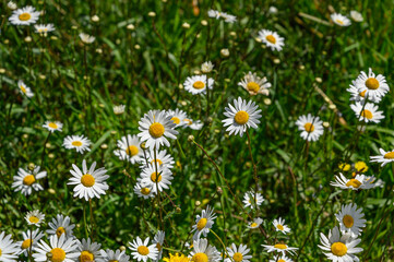 close-up of some daisies in the middle of the green grass on a spring morning.