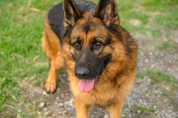 closeup of the head of a german shepherd dog that looks back from the camera, attentive, mouth ajar and tongue out