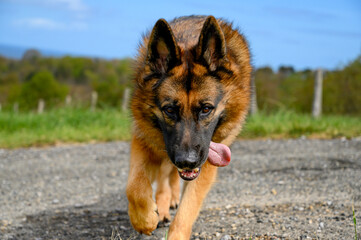 close-up of a german shepherd dog that approaches the observer looking straight ahead, head...