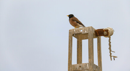 Myna on old expire electric pole 