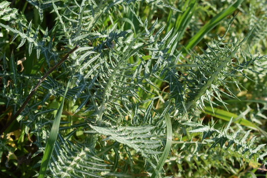 Green and white leaves of purple milk thistle (Galactites tomentosa)