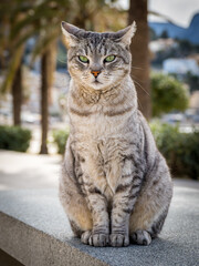 Naklejka na ściany i meble Portrait of a green eyed domestic cat with gray hair and pricked ears sitting on a granite surface located at the promenade of puerto de soller, mallorca.
