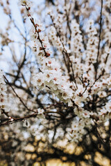 Beautiful white apricot petals bloom in spring on a tree in the garden. Photography of nature.