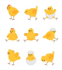 Cute yellow chicks. Cartoon chick bird, isolated baby chicken. Little farm animal in break egg, easter symbol. Flat rustic decent vector characters